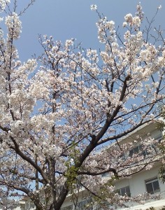 満開の桜