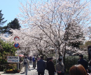 秋月の桜